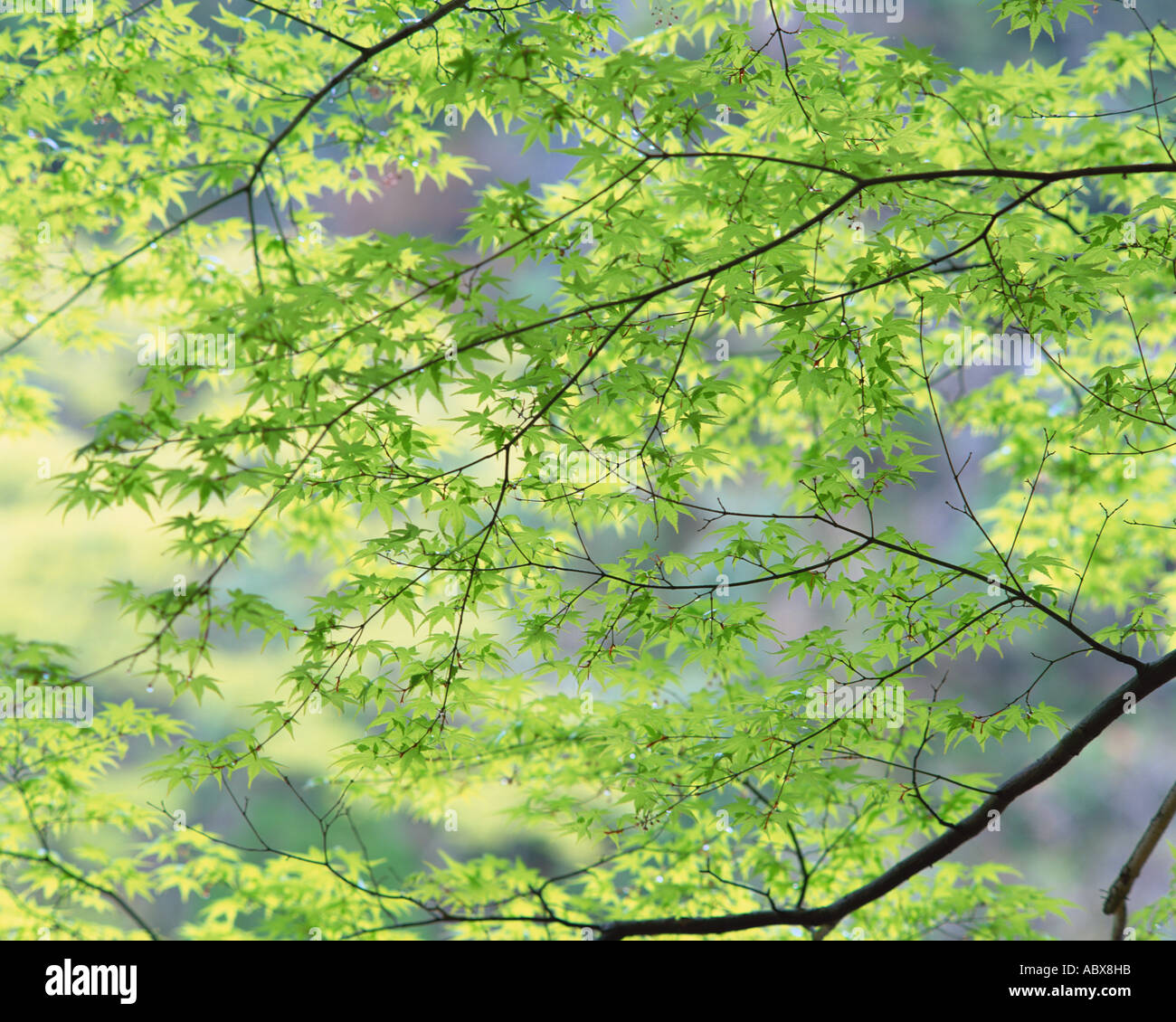 Tree canopy Stock Photo