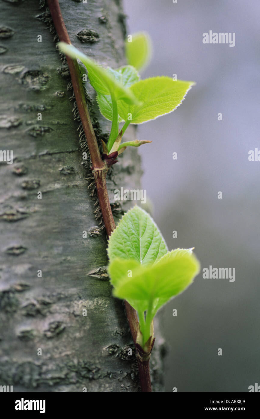 Close up of green leaves on tree trunk Stock Photo