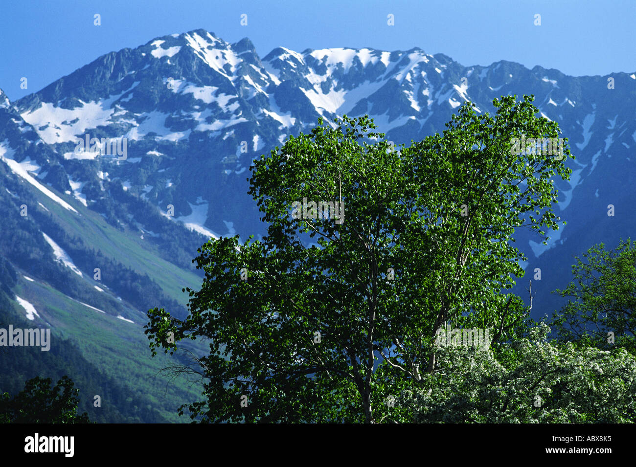 Trees and scenic mountains hi-res stock photography and images - Alamy
