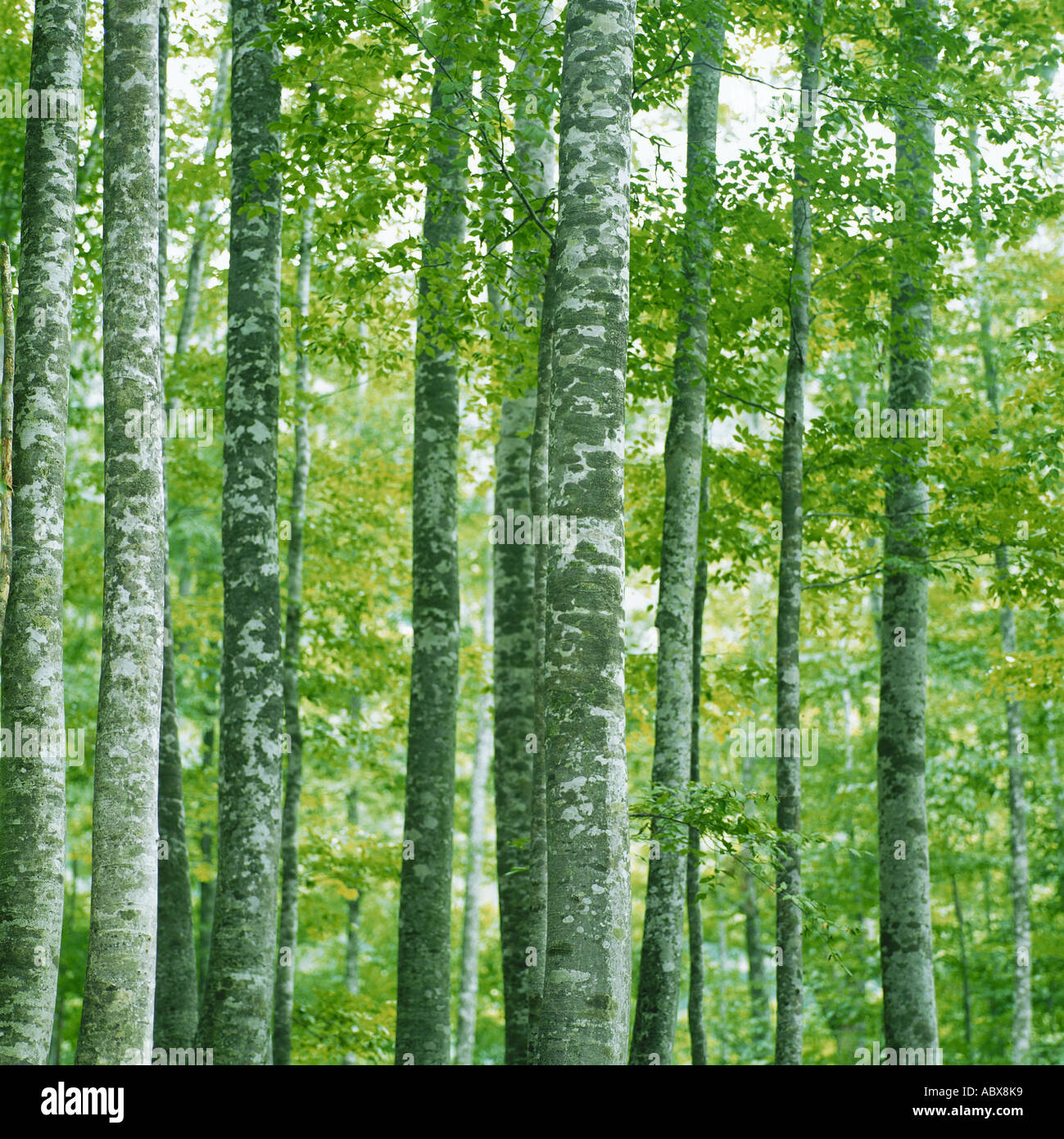 Tall trunks of trees Stock Photo Alamy