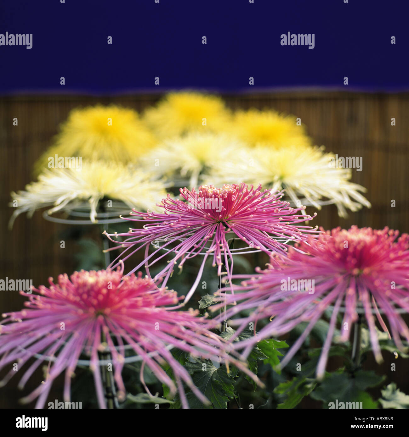 Chrysanthemum flower image hi-res stock photography and images - Alamy