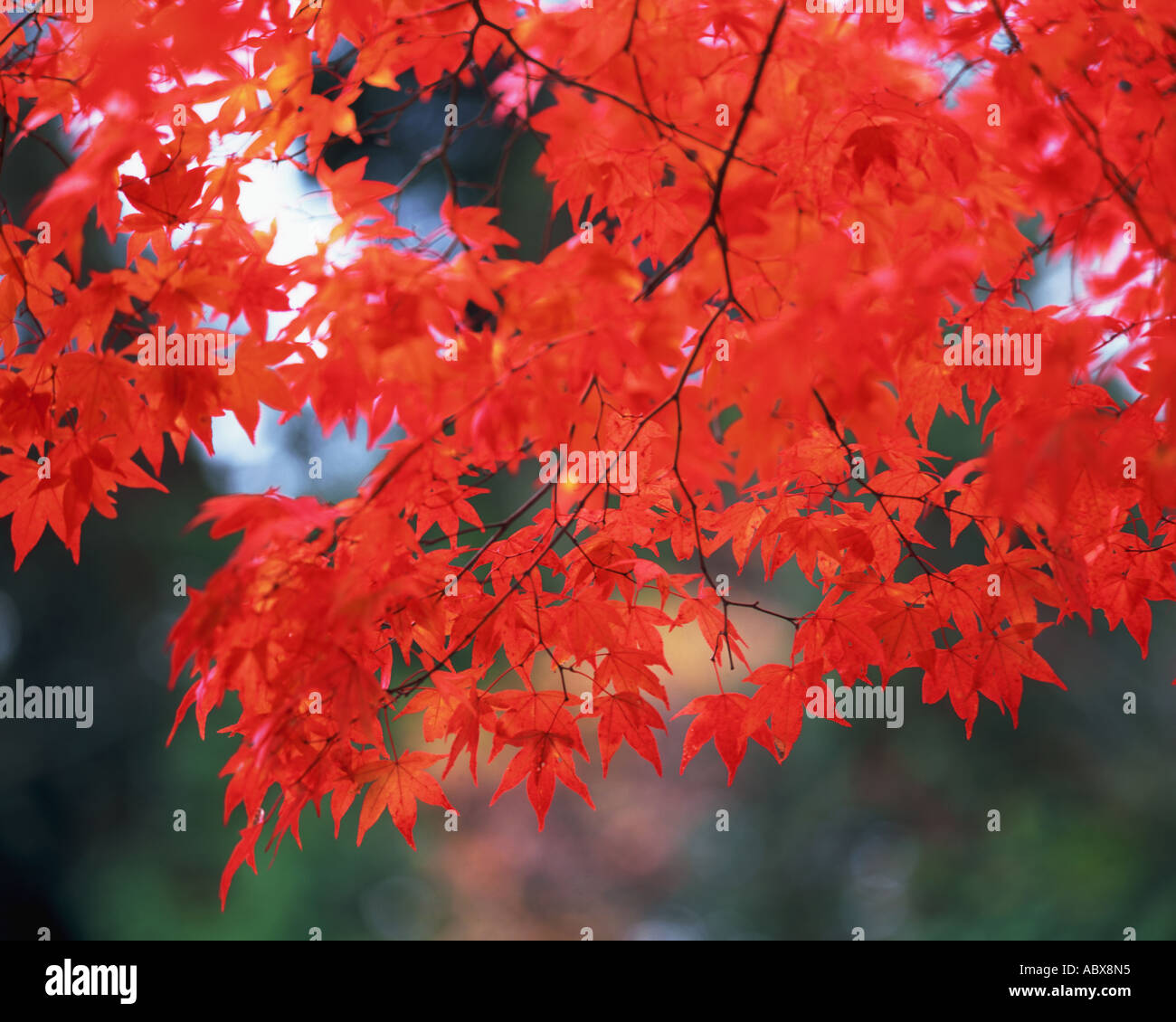 Red maple leaves Stock Photo