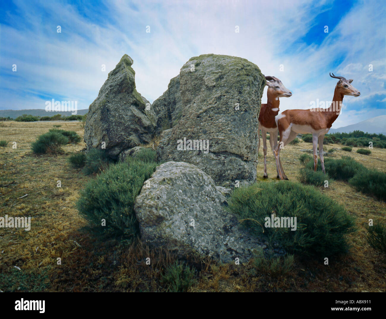 Gazelles in landscape, Stock Photo