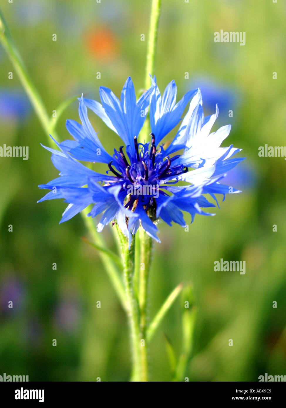 Bluebottle folwer Stock Photo