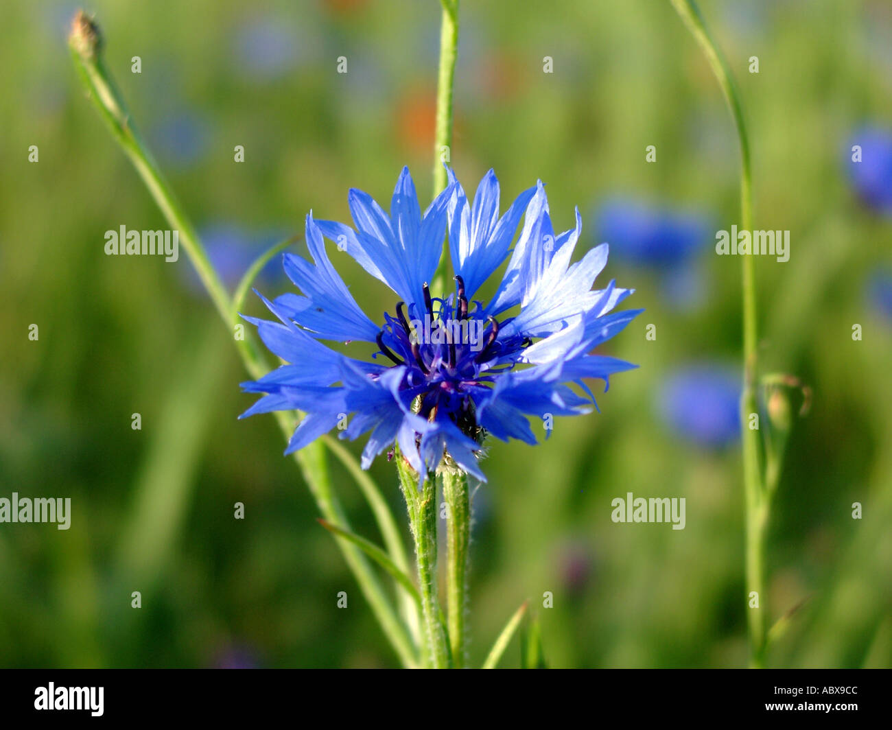 Bluebottle flower blossoming Stock Photo