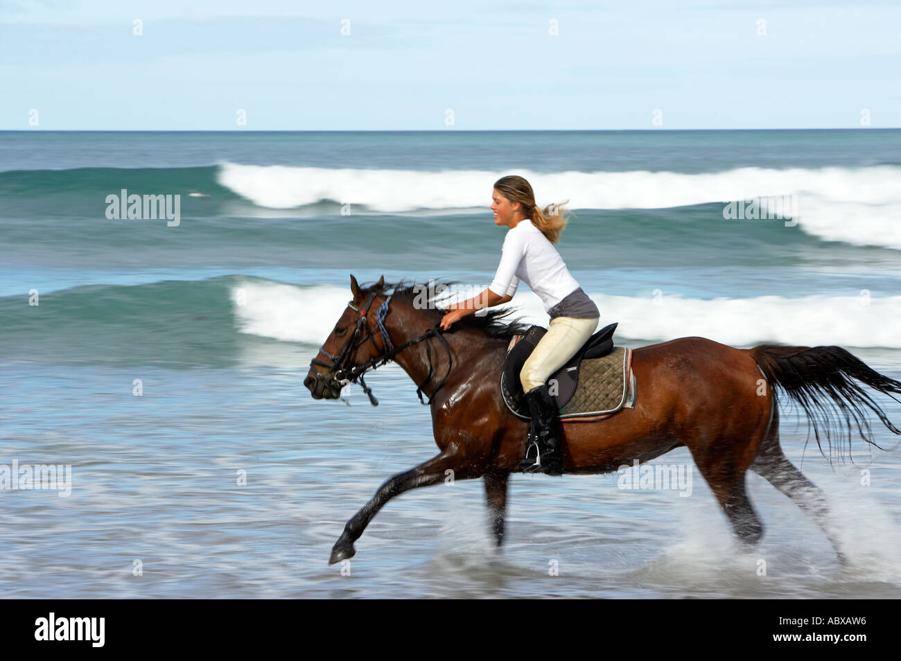 Horse riding on Newdicks beach Bay of Plenty New Zealand Model release