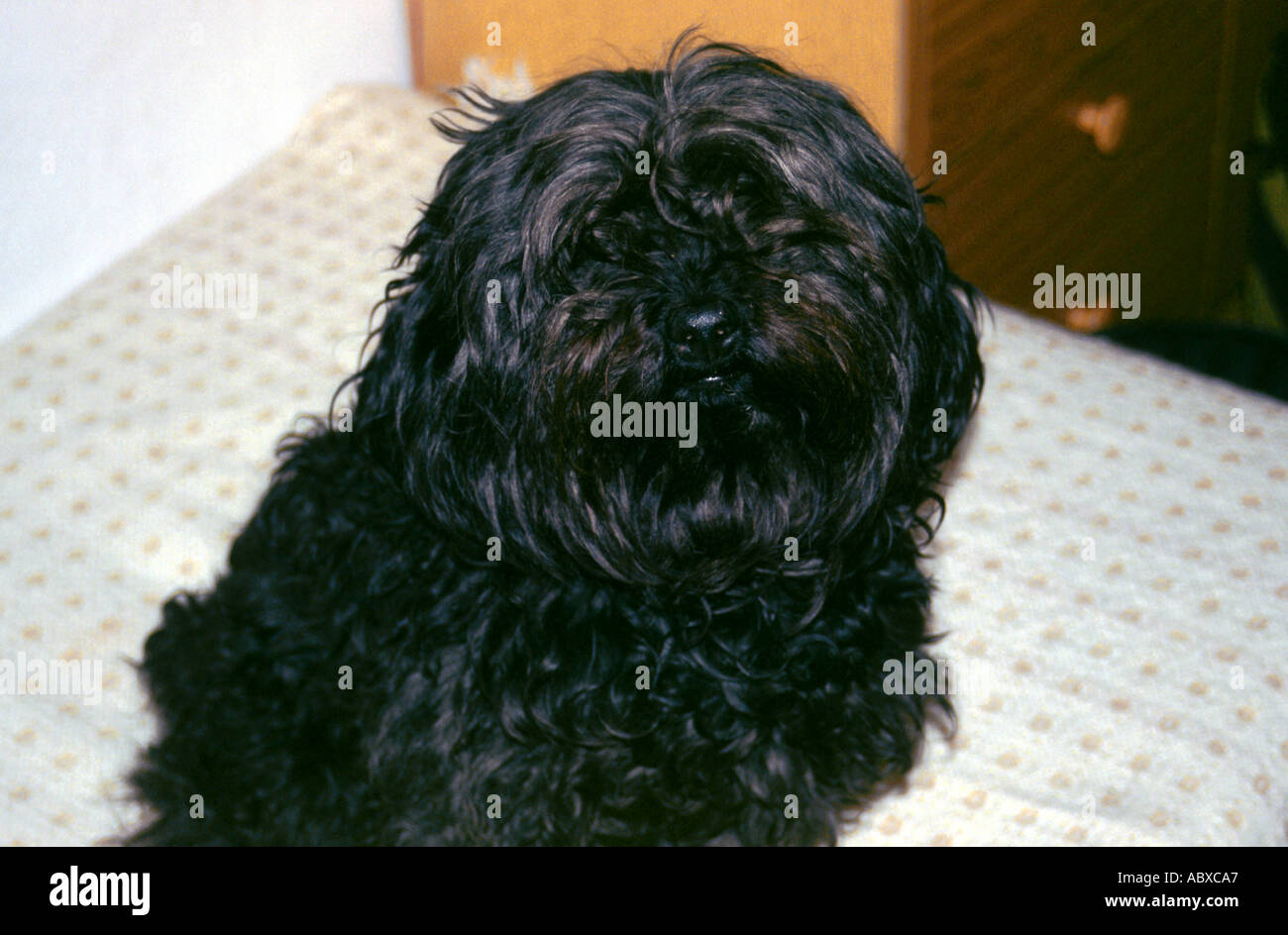 Black dog sitting on bed Stock Photo - Alamy