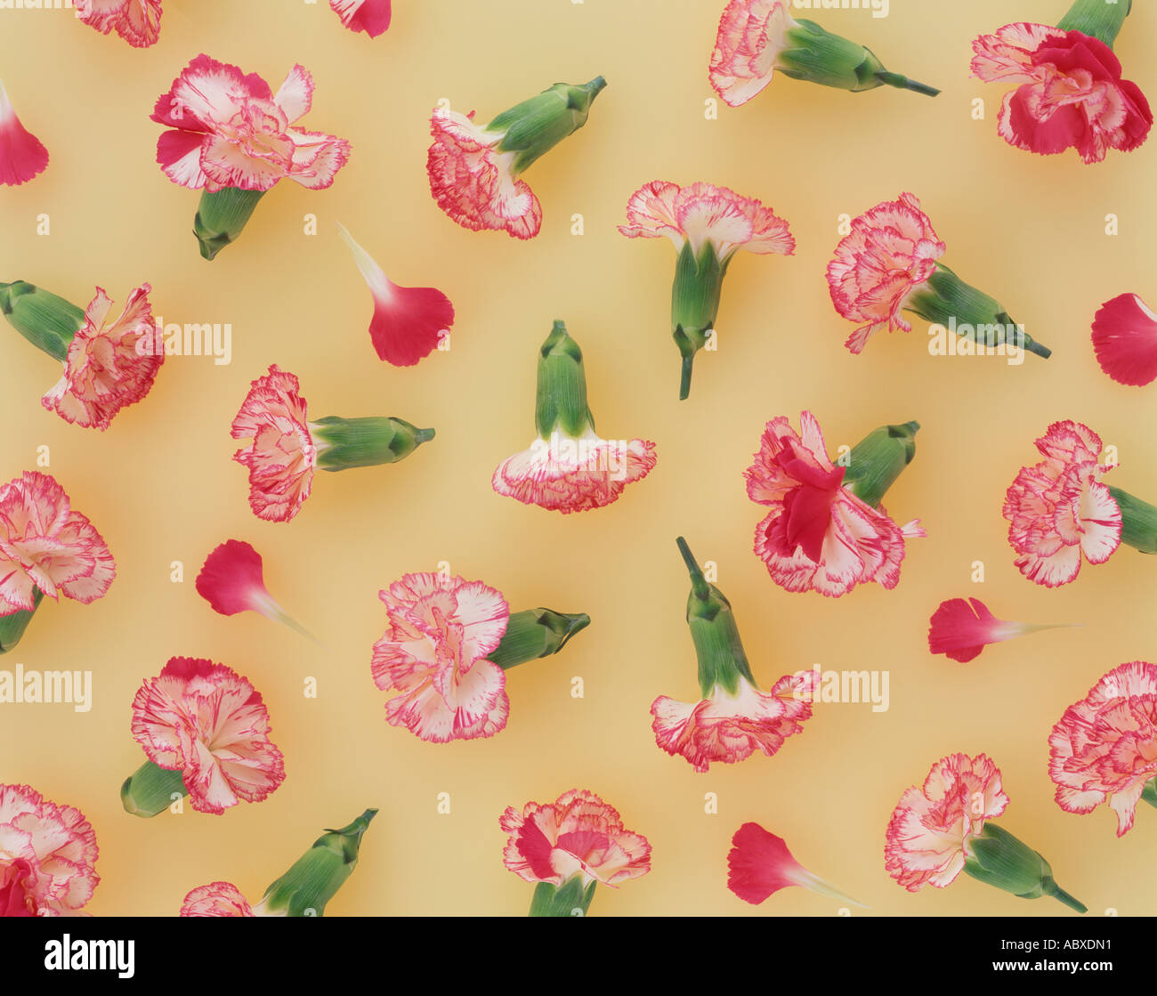 Cluster of carnations Stock Photo