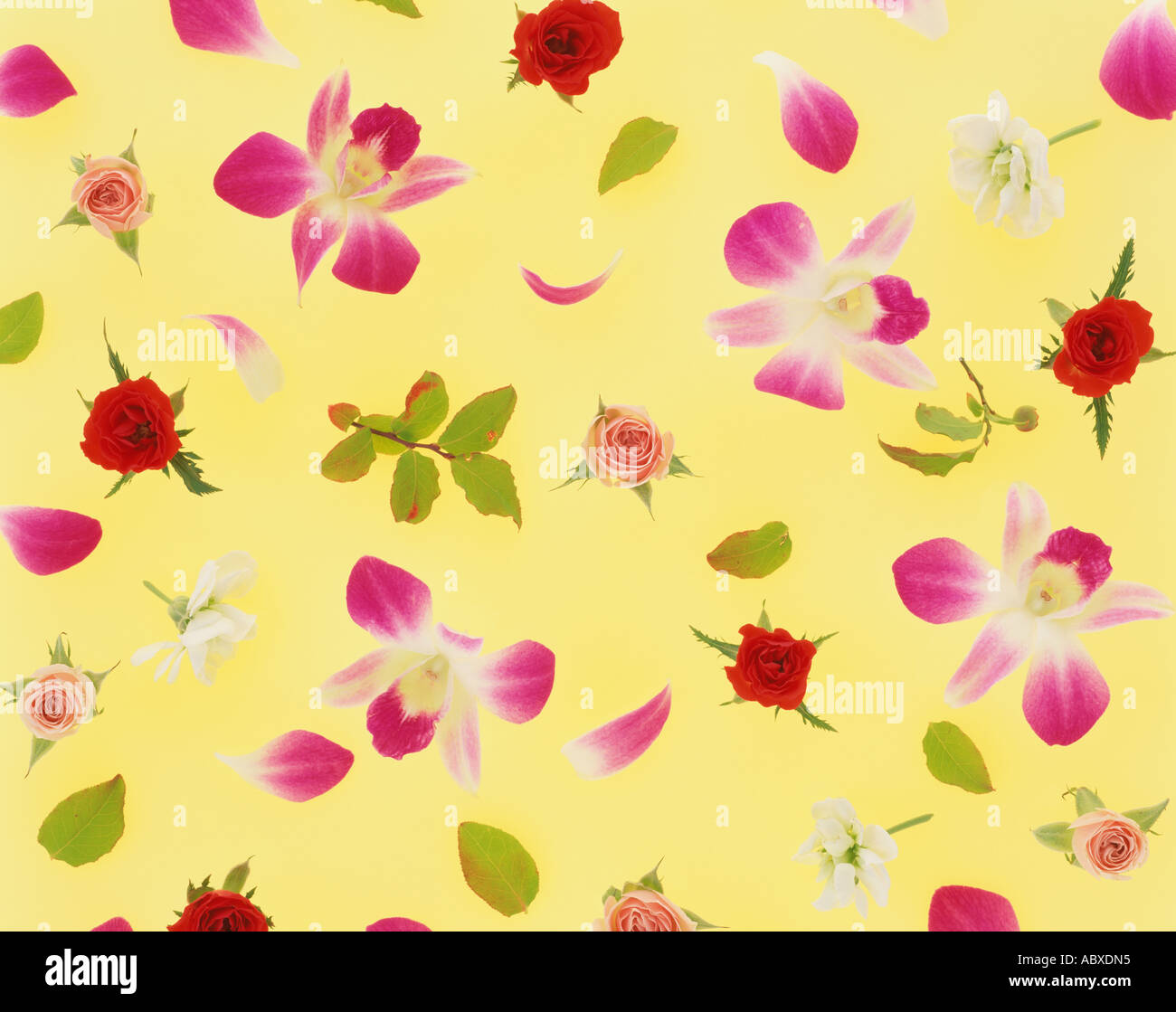 Assorted flower heads Stock Photo