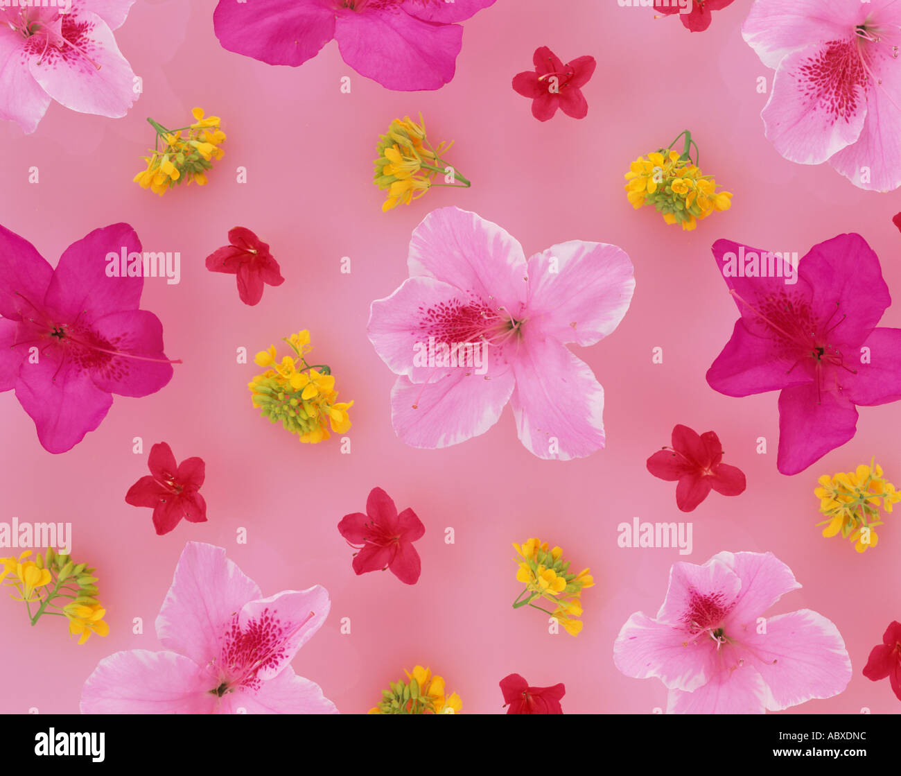 Assorted flower heads Stock Photo