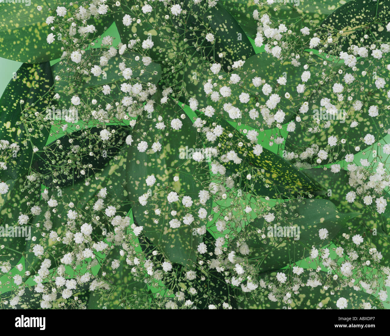 Gypsophila and green leaves Stock Photo