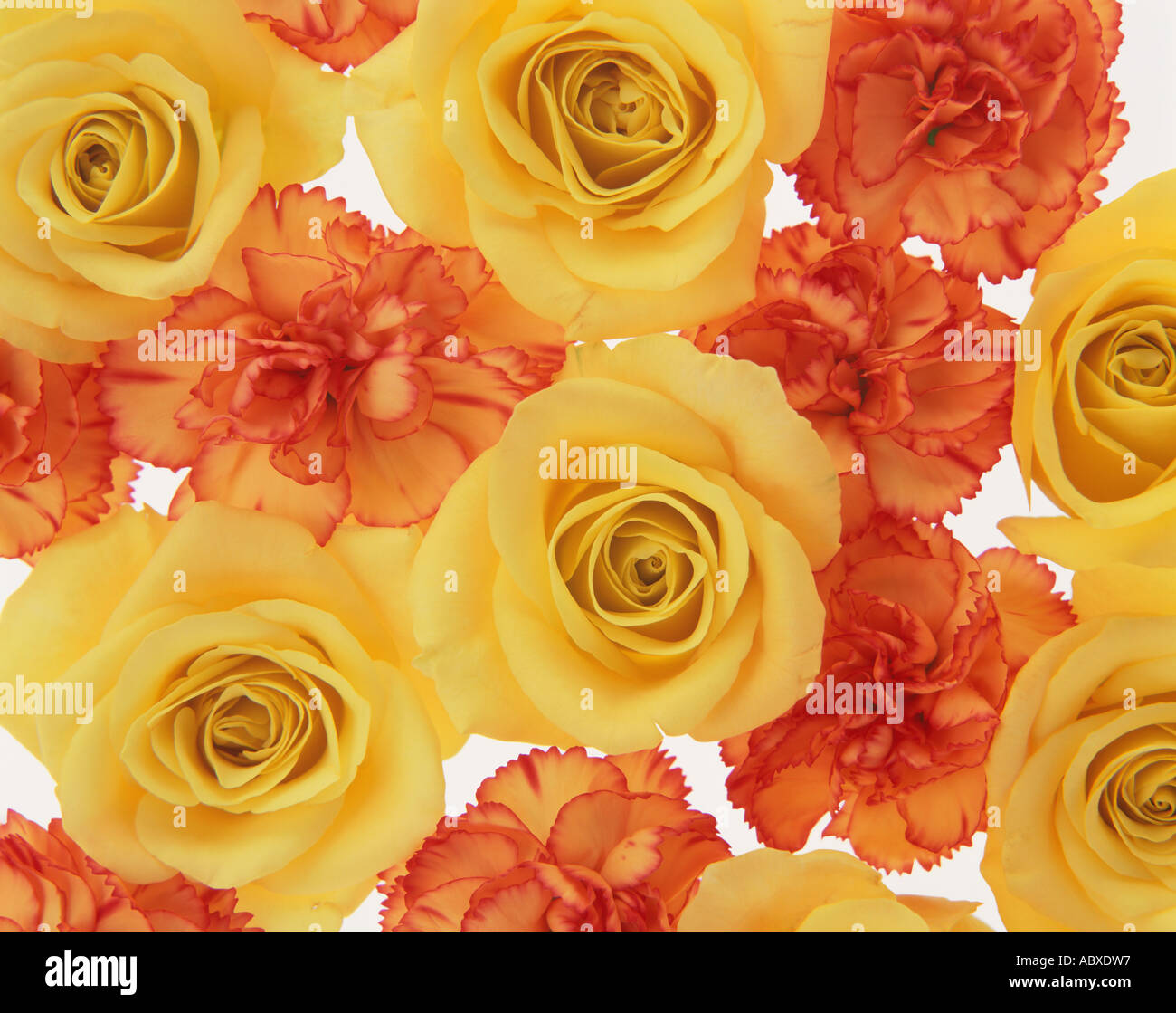 Yellow roses and carnation Stock Photo
