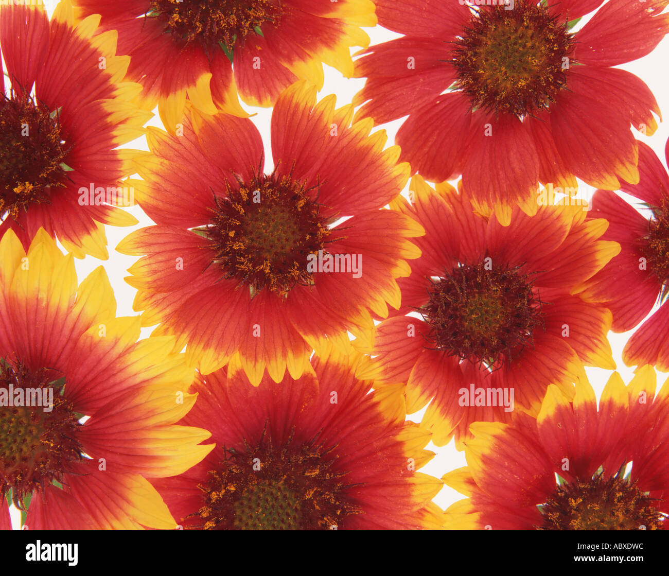 Gaillardia Stock Photo