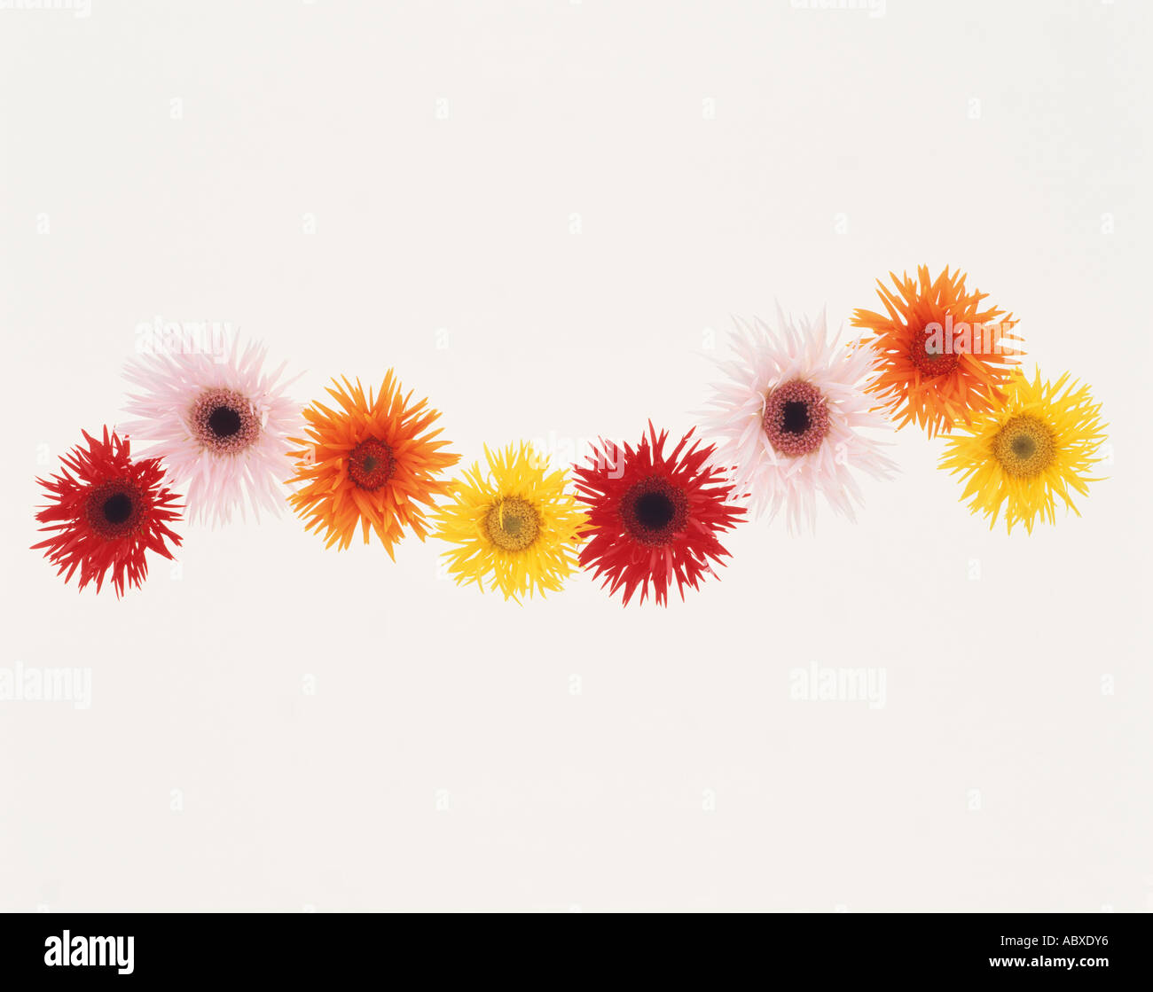 Colorful Gerbera flowers Stock Photo