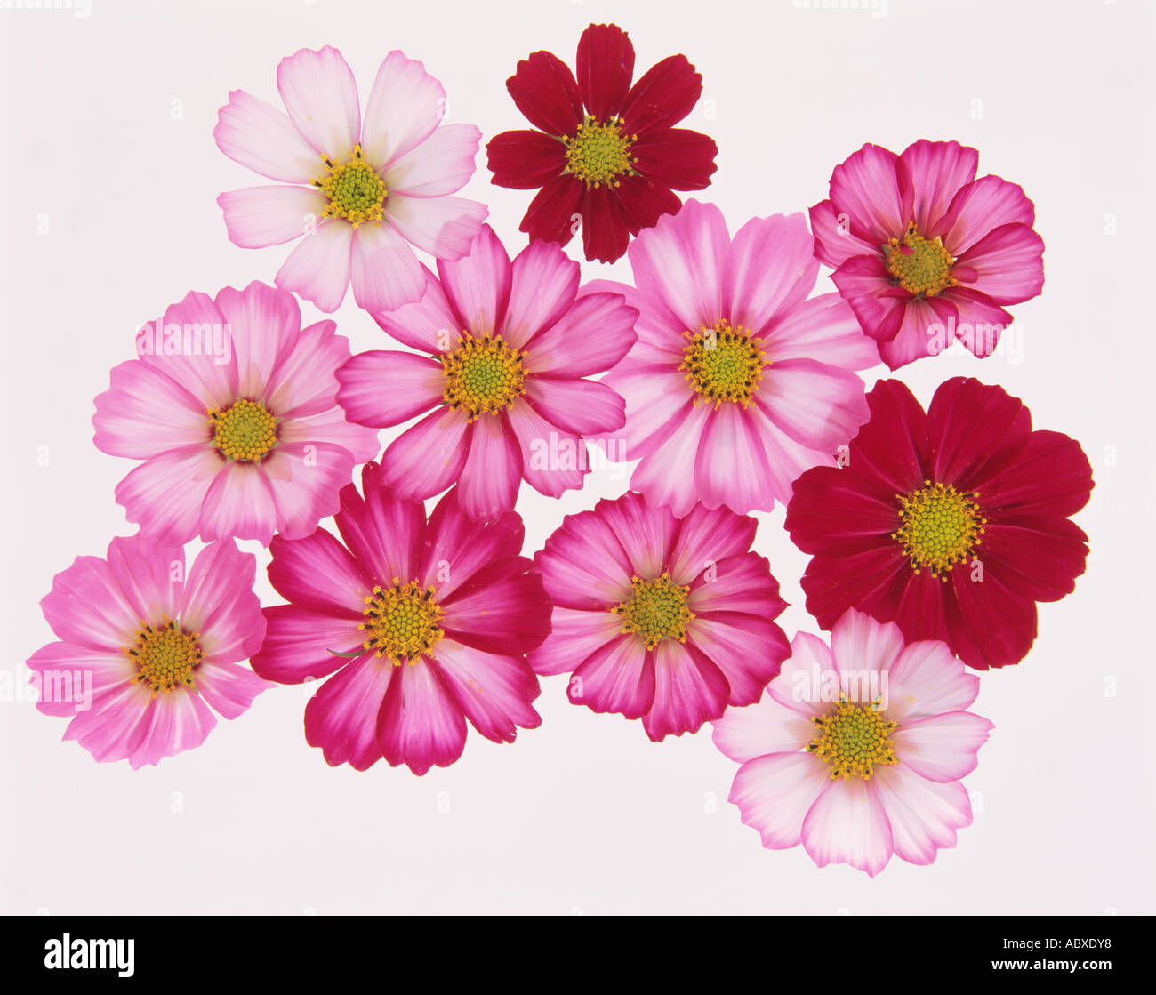 Beautiful cosmos flowers Stock Photo