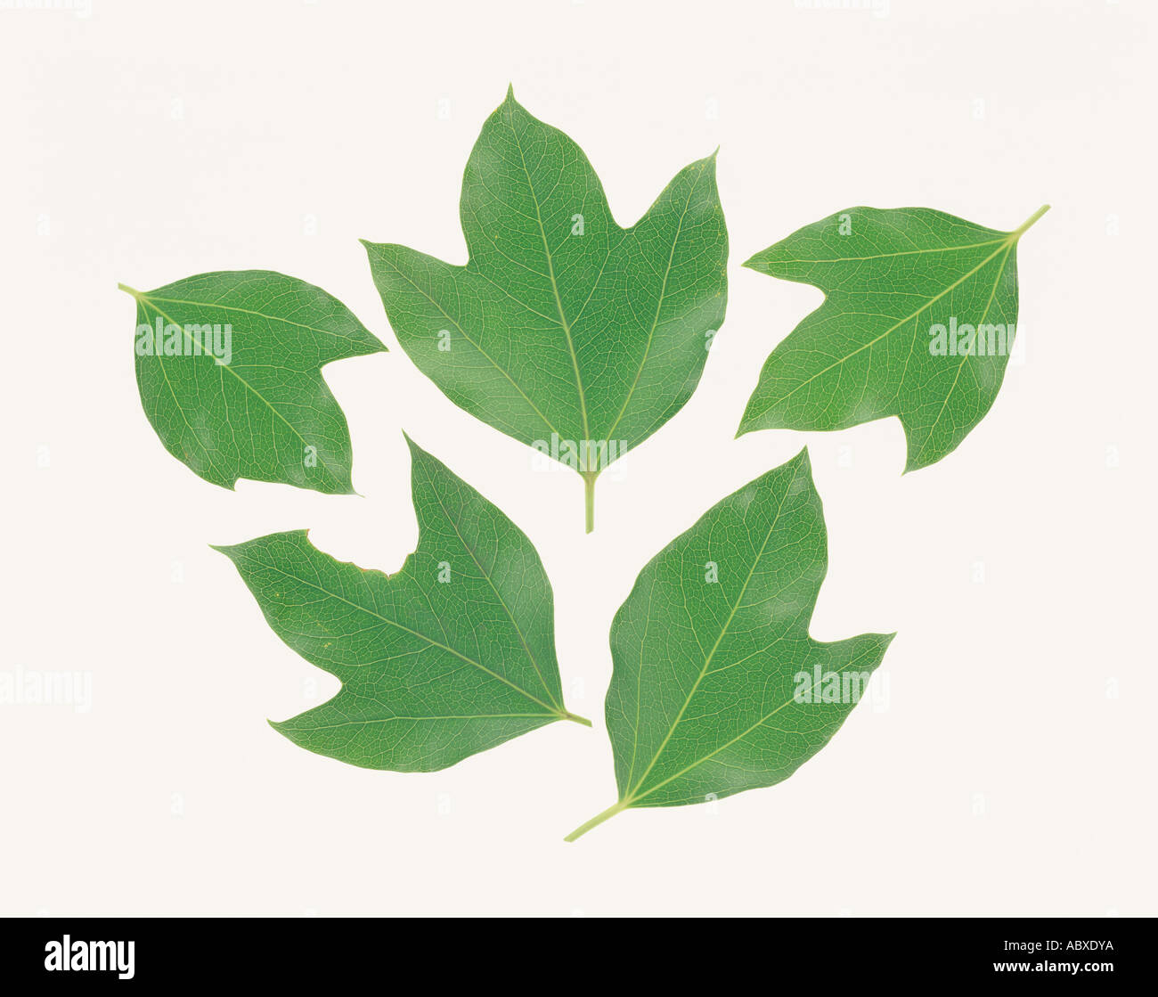 Five green leaves Stock Photo