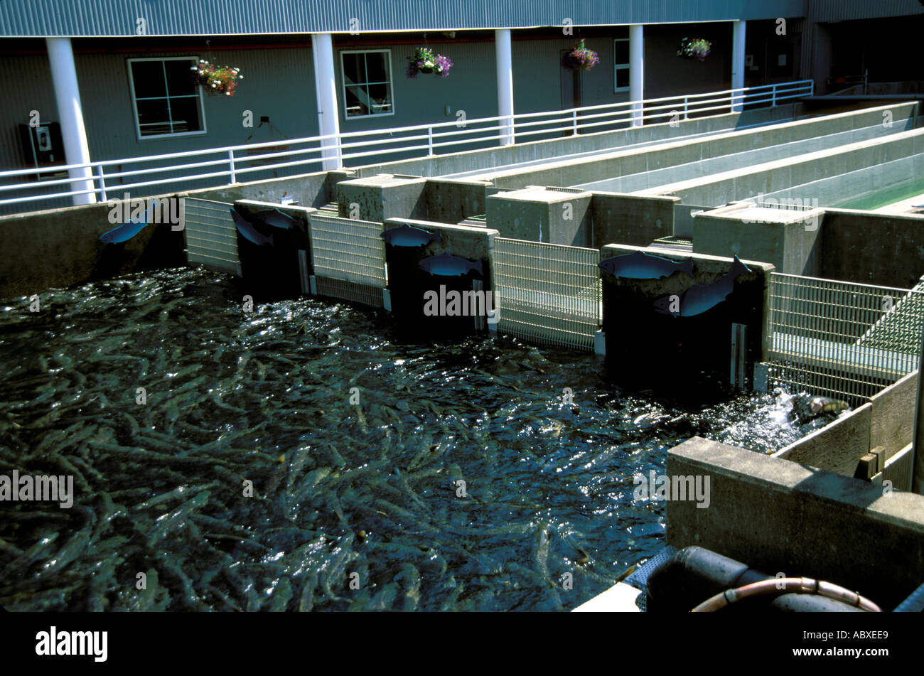 Holding tanks for the spawning salmon Alaska AK Macaulay Salmon