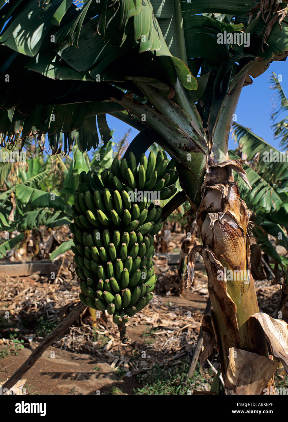 Gran Canaria Banane Bananen Banana Bananas Stock Photo Alamy