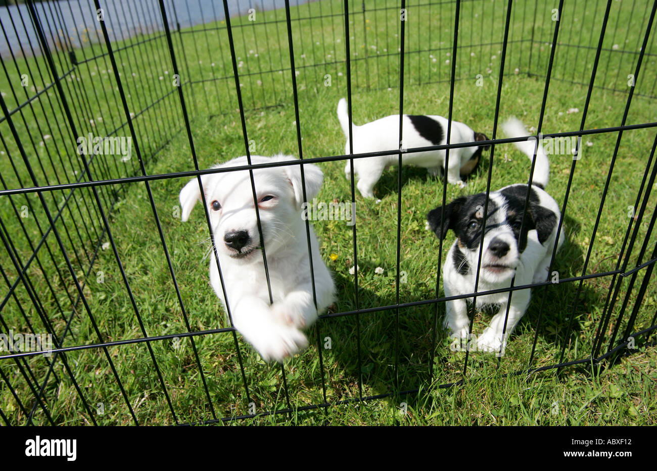 Three Jack Russell pups in cage Stock Photo Alamy