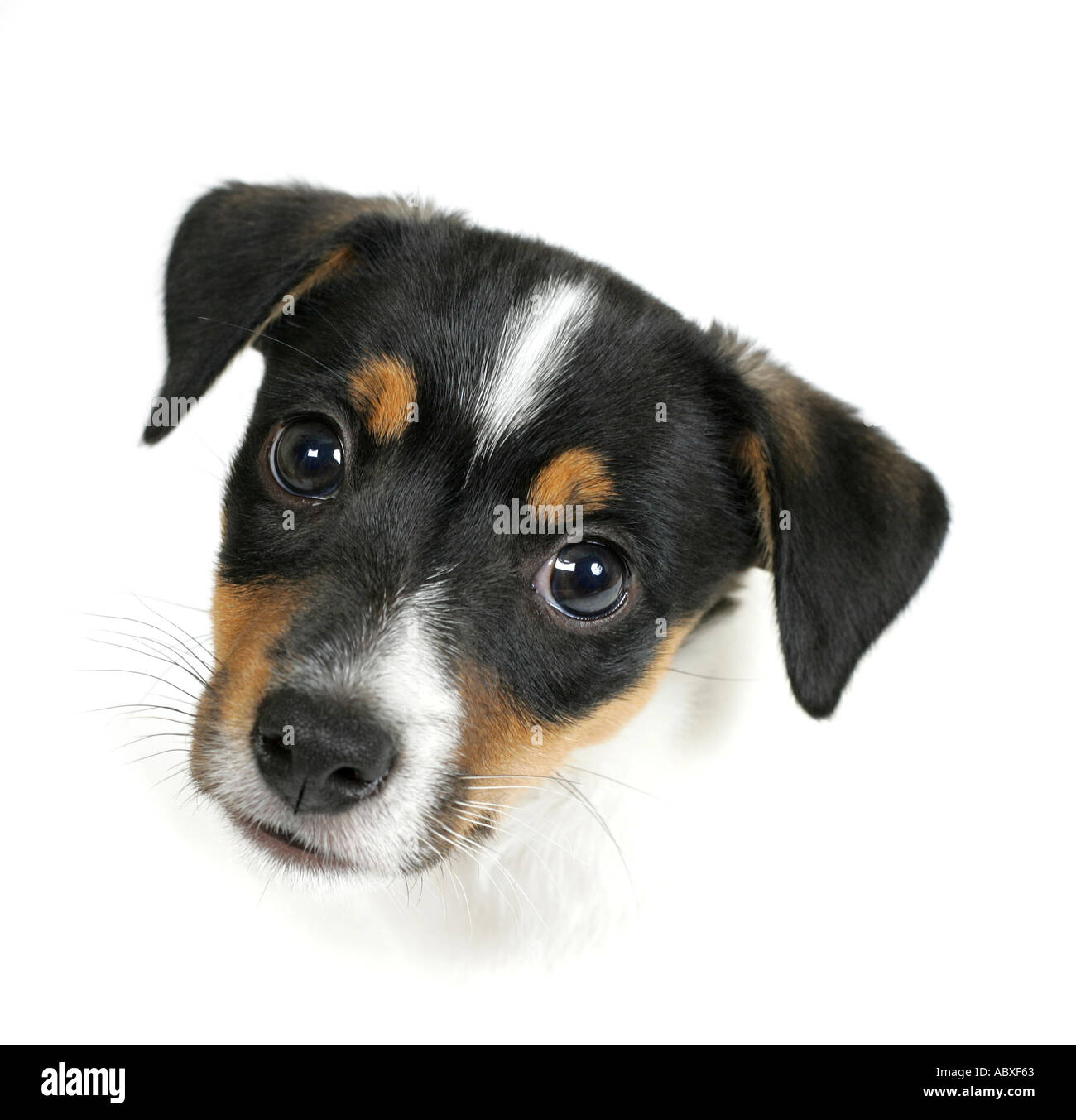 Jack russel pups hi-res stock photography and images - Alamy