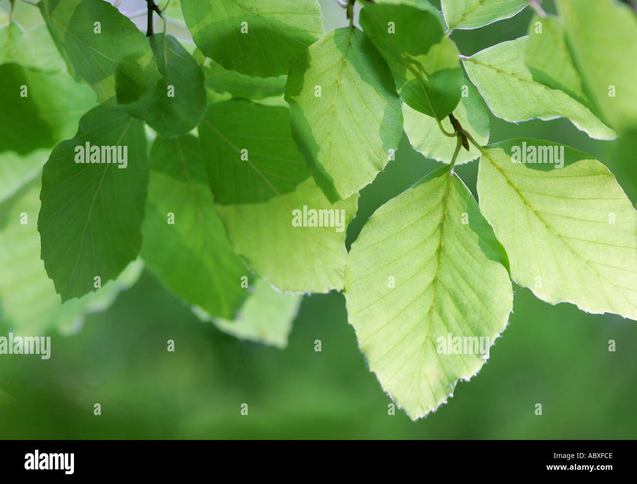 Fresh light green beech leaves hi-res stock photography and images - Alamy