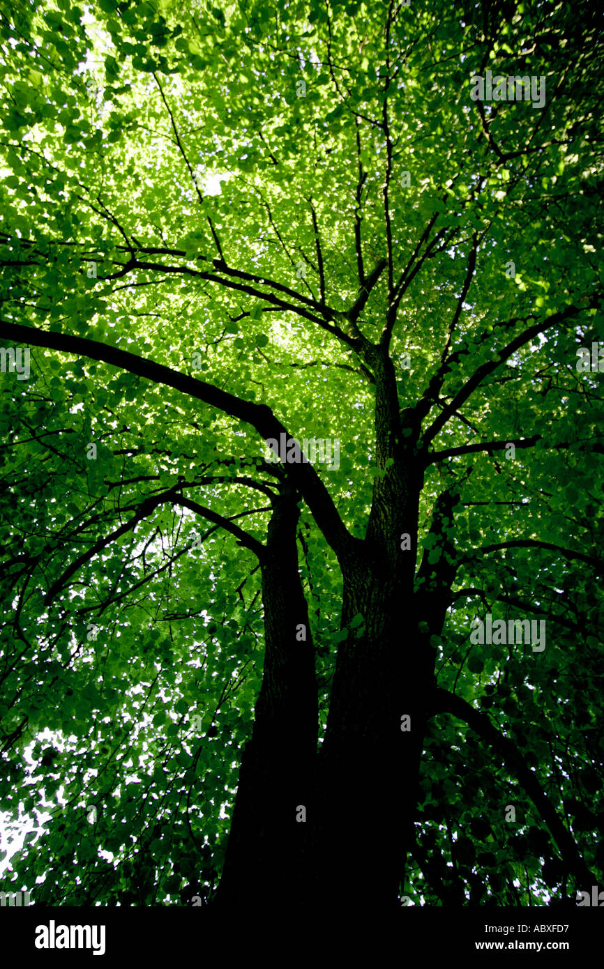 Basswood tree Stock Photo
