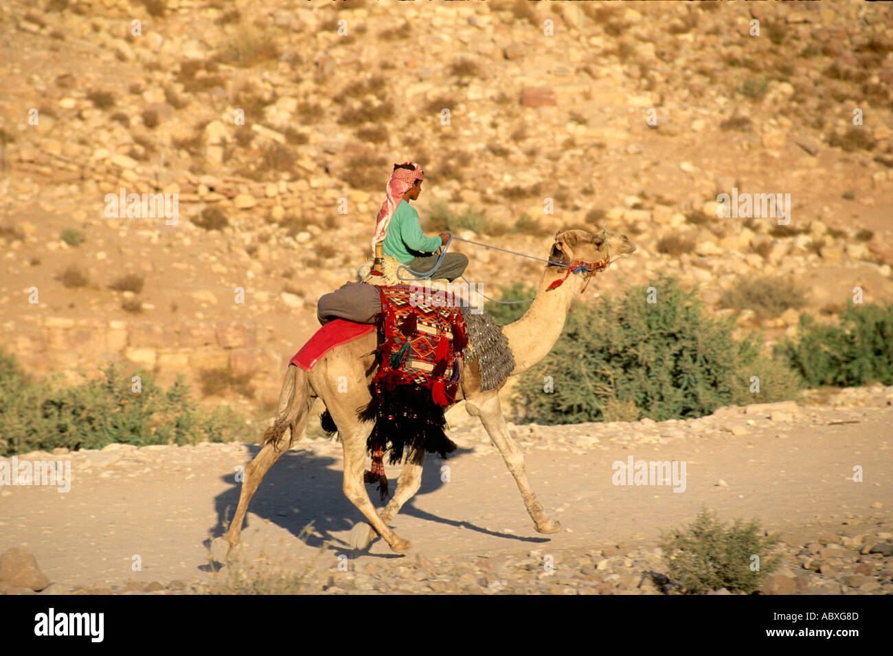 Jordan Petra camel rider Stock Photo