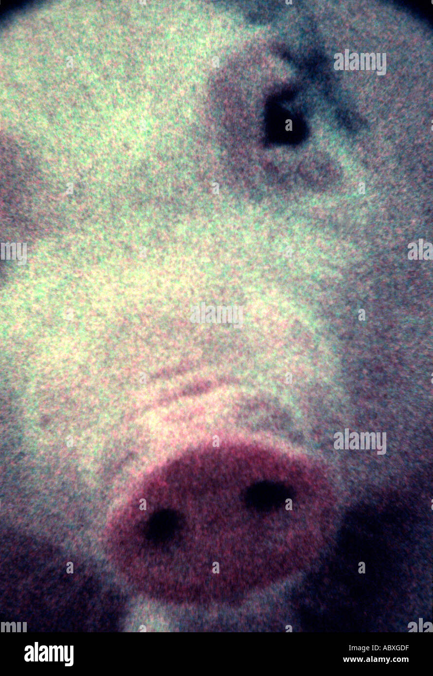 Pig racing fair hi-res stock photography and images - Alamy