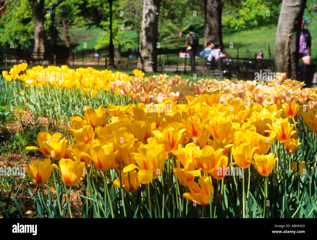 New York City Central Park Upper East Side of Manhattan yellow tulips