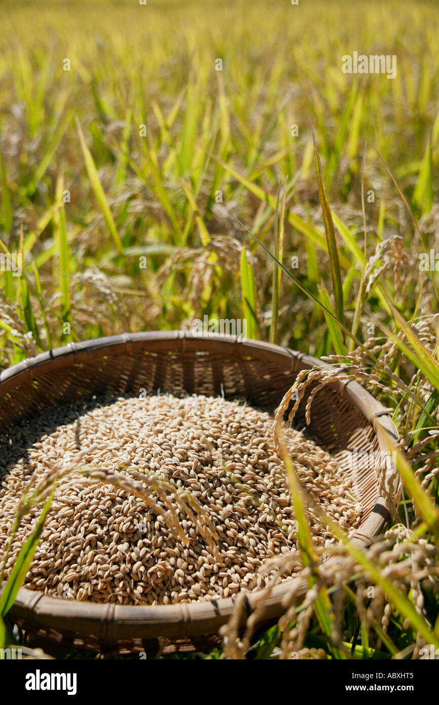 Rough rice in rice paddy in Shizuoka Japan Stock Photo Alamy