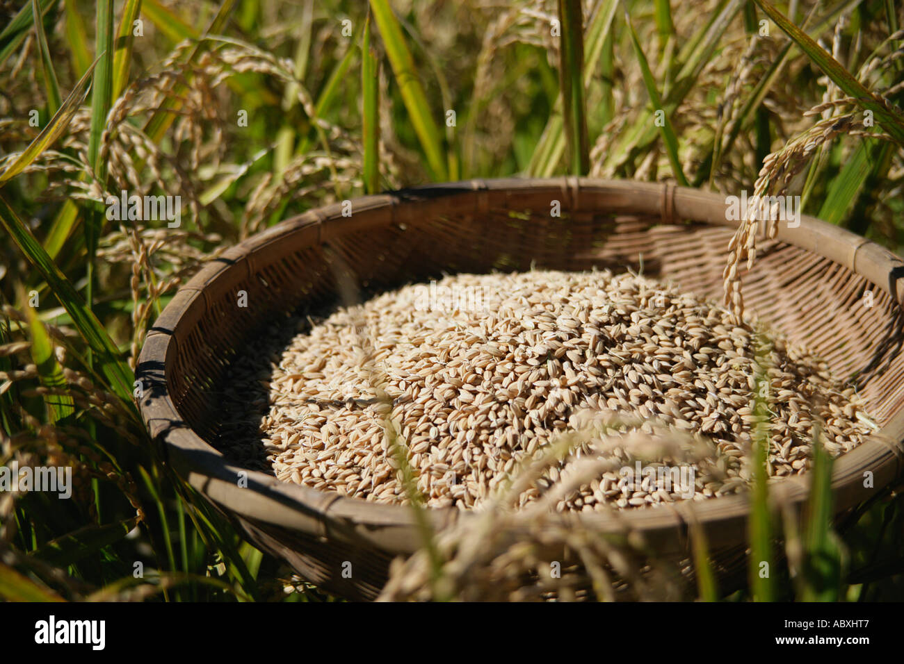 Rough rice in rice paddy in Shizuoka Japan Stock Photo Alamy