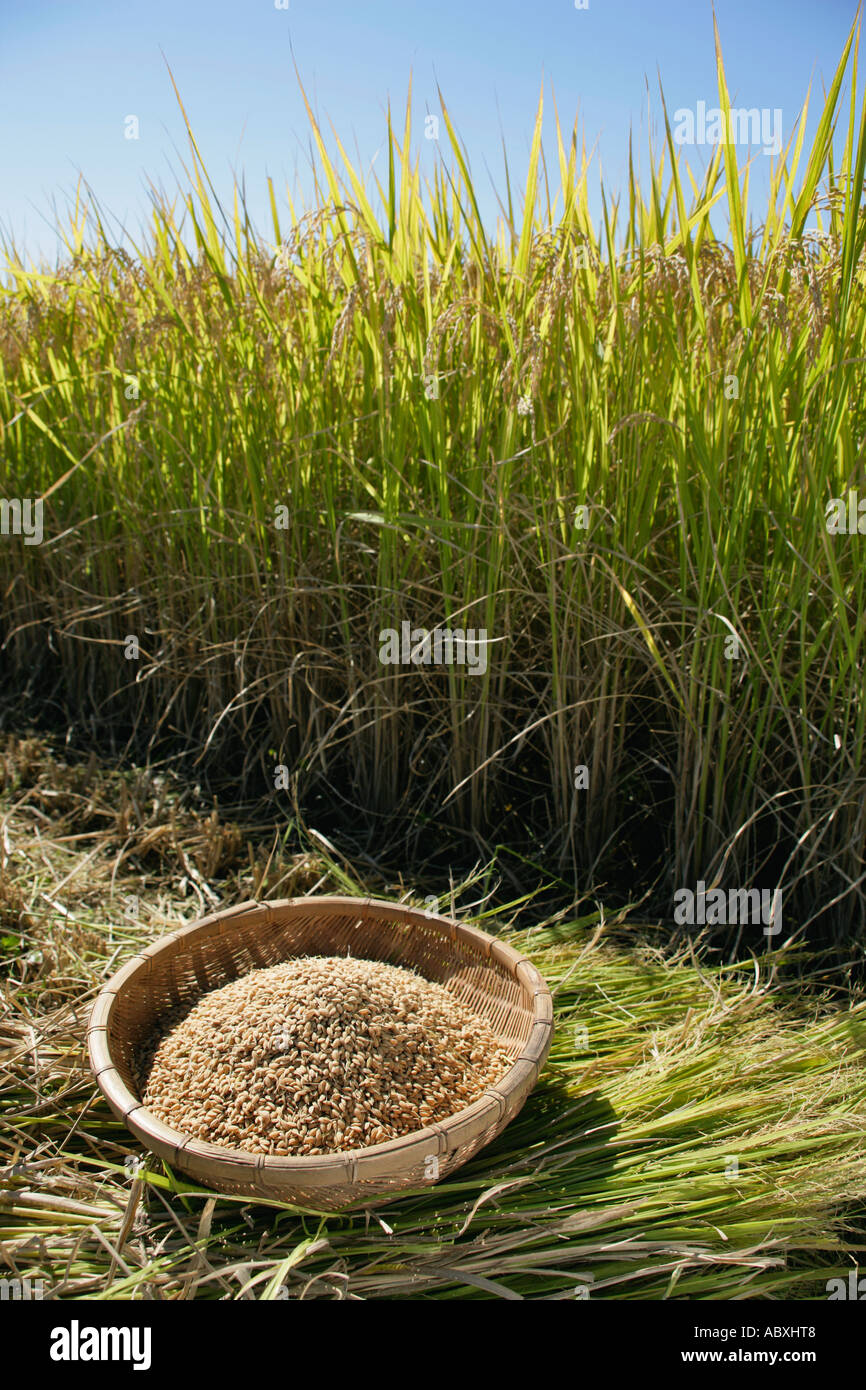 Rough rice in rice paddy in Shizuoka Japan Stock Photo Alamy