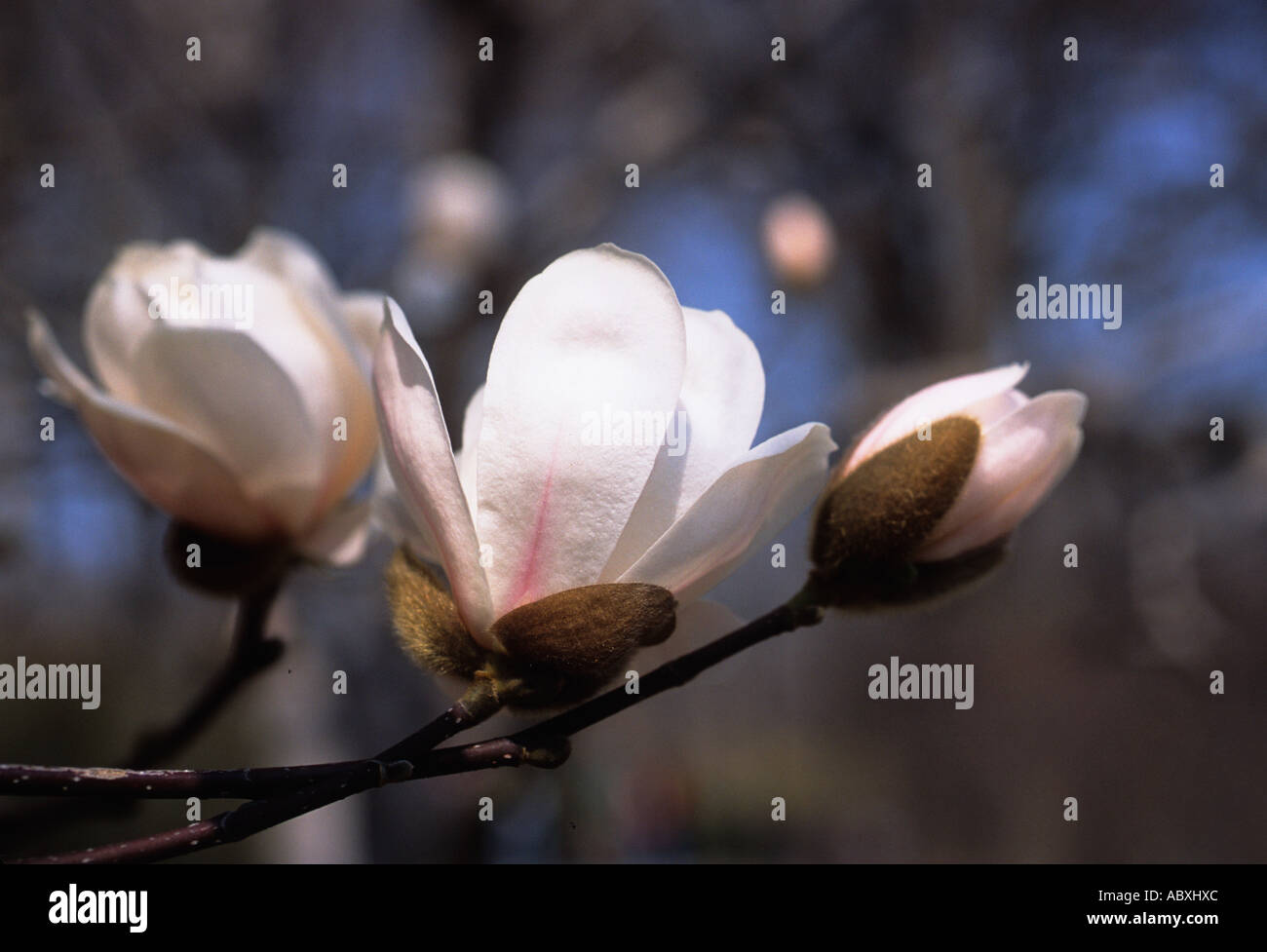 USA New York NYC Central Park Saucer Magnolia Tree Blossoming Stock Photo