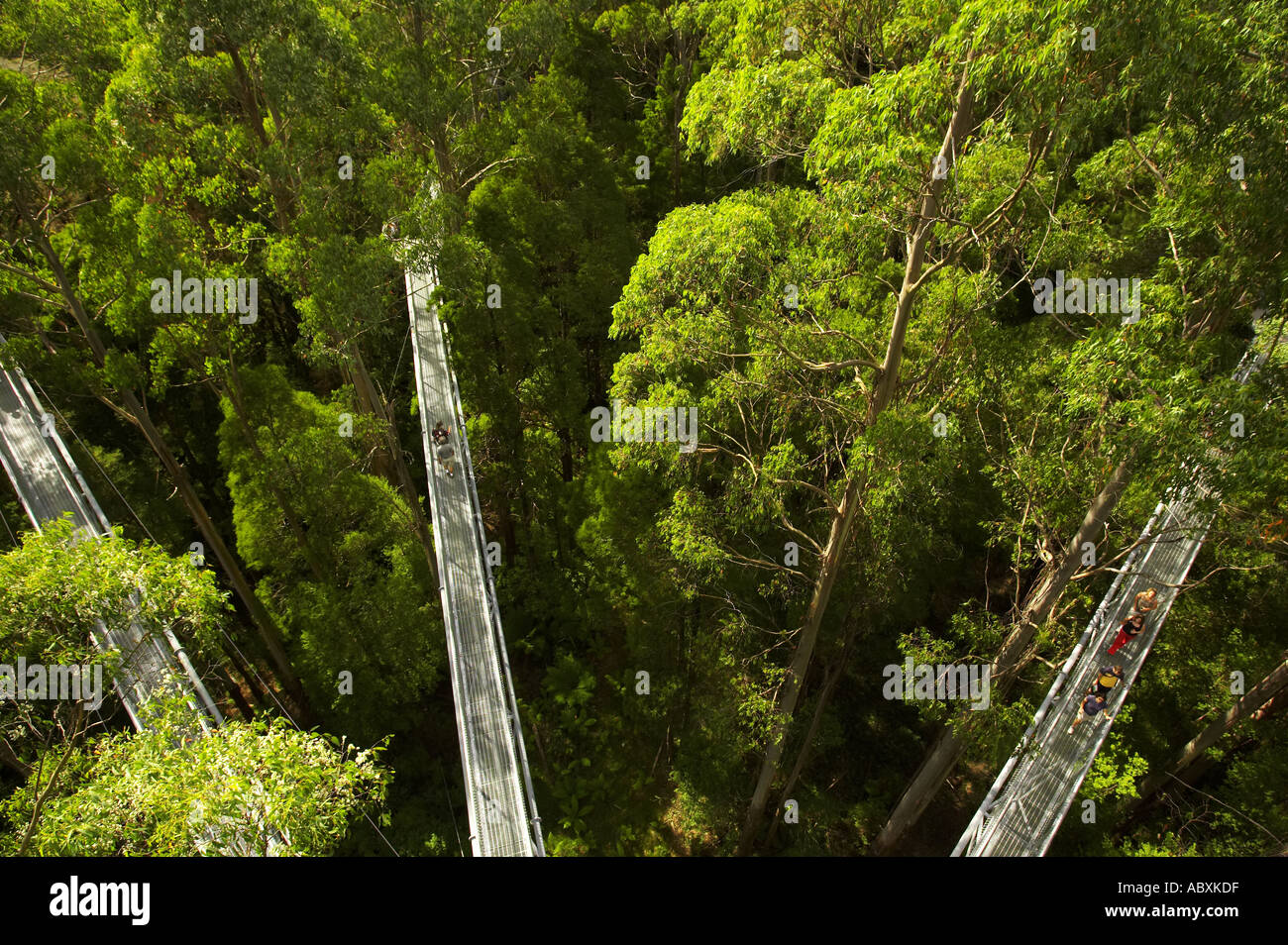Otway Fly Tree Top Walk Otway Ranges Victoria Australia Stock Photo Alamy