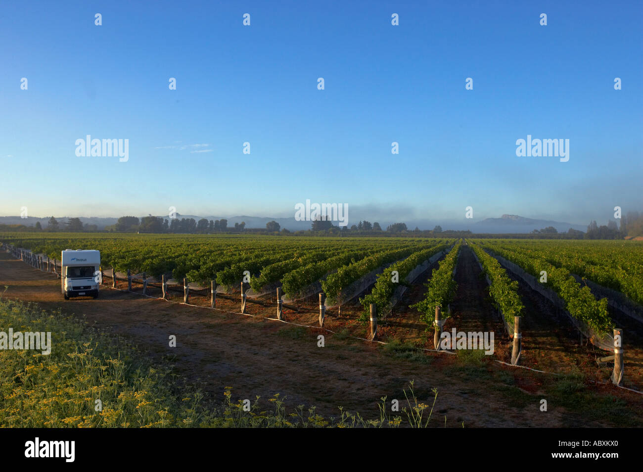 Black Bridge Estate Vineyard with Te Mata Peak in the distance Hawkes Bay New Zealand Stock Photo