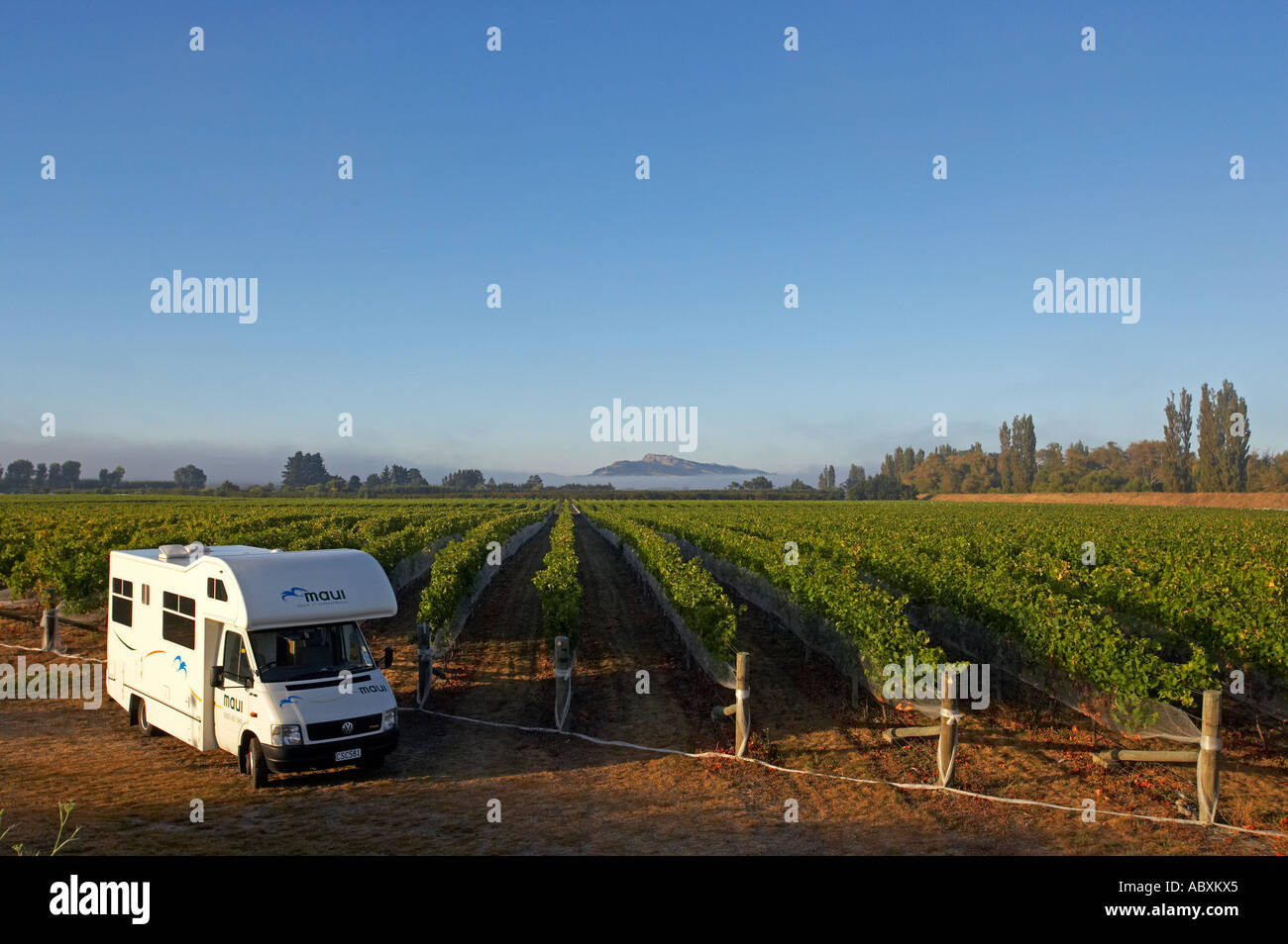 Black Bridge Estate Vineyard with Te Mata Peak in the distance Hawkes Bay New Zealand Stock Photo