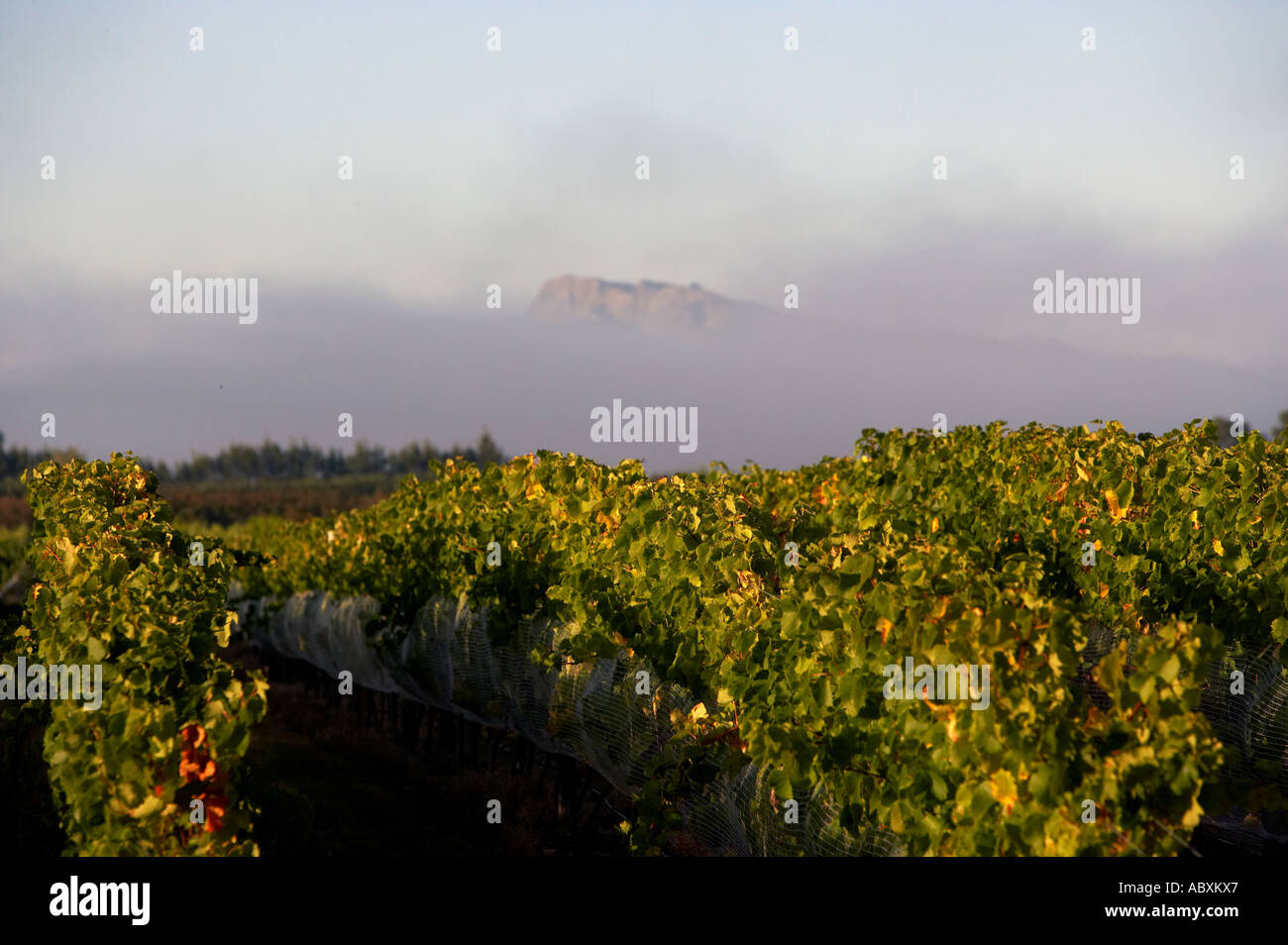 Black Bridge Estate Vineyard with Te Mata Peak in the distance Hawkes Bay New Zealand Stock Photo