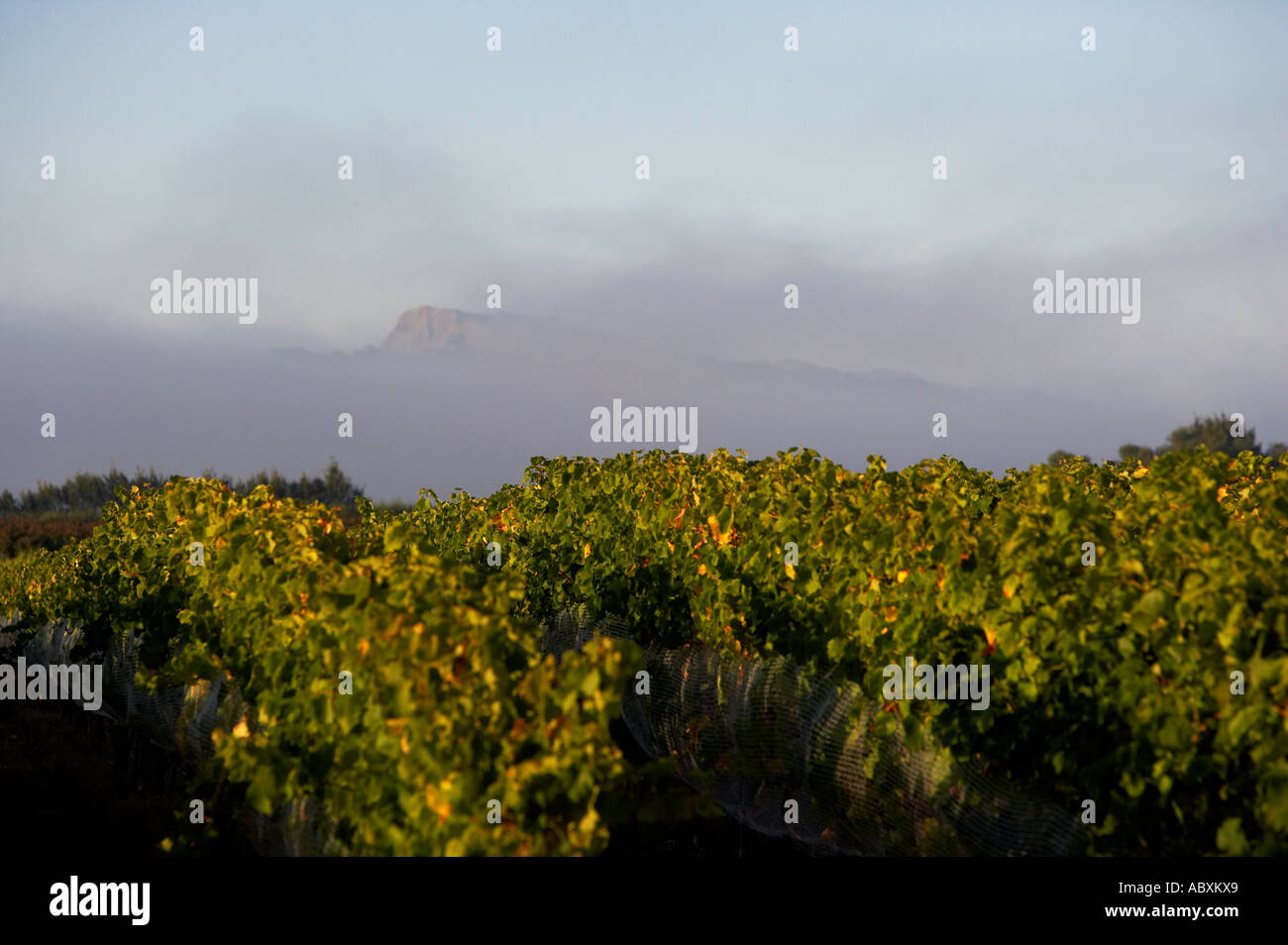 Black Bridge Estate Vineyard with Te Mata Peak in the distance Hawkes Bay New Zealand Stock Photo