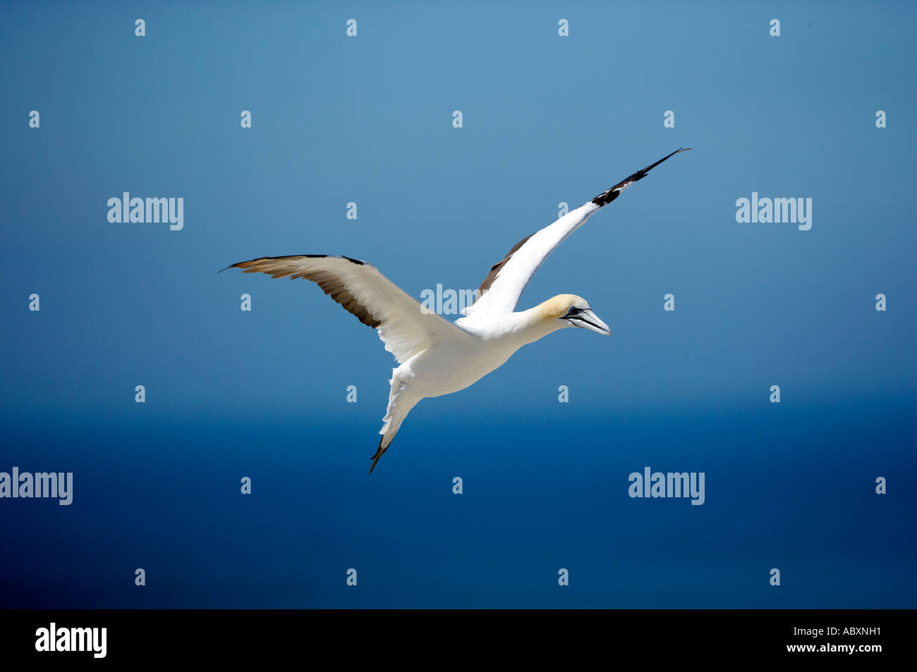 Cape Kidnappers Hawkes Bay New Zealand Stock Photo - Alamy