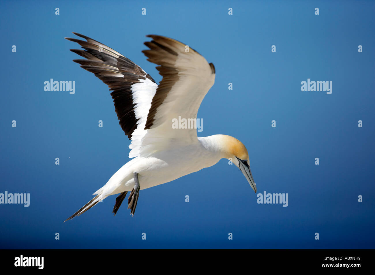 Cape Kidnappers Hawkes Bay New Zealand Stock Photo - Alamy