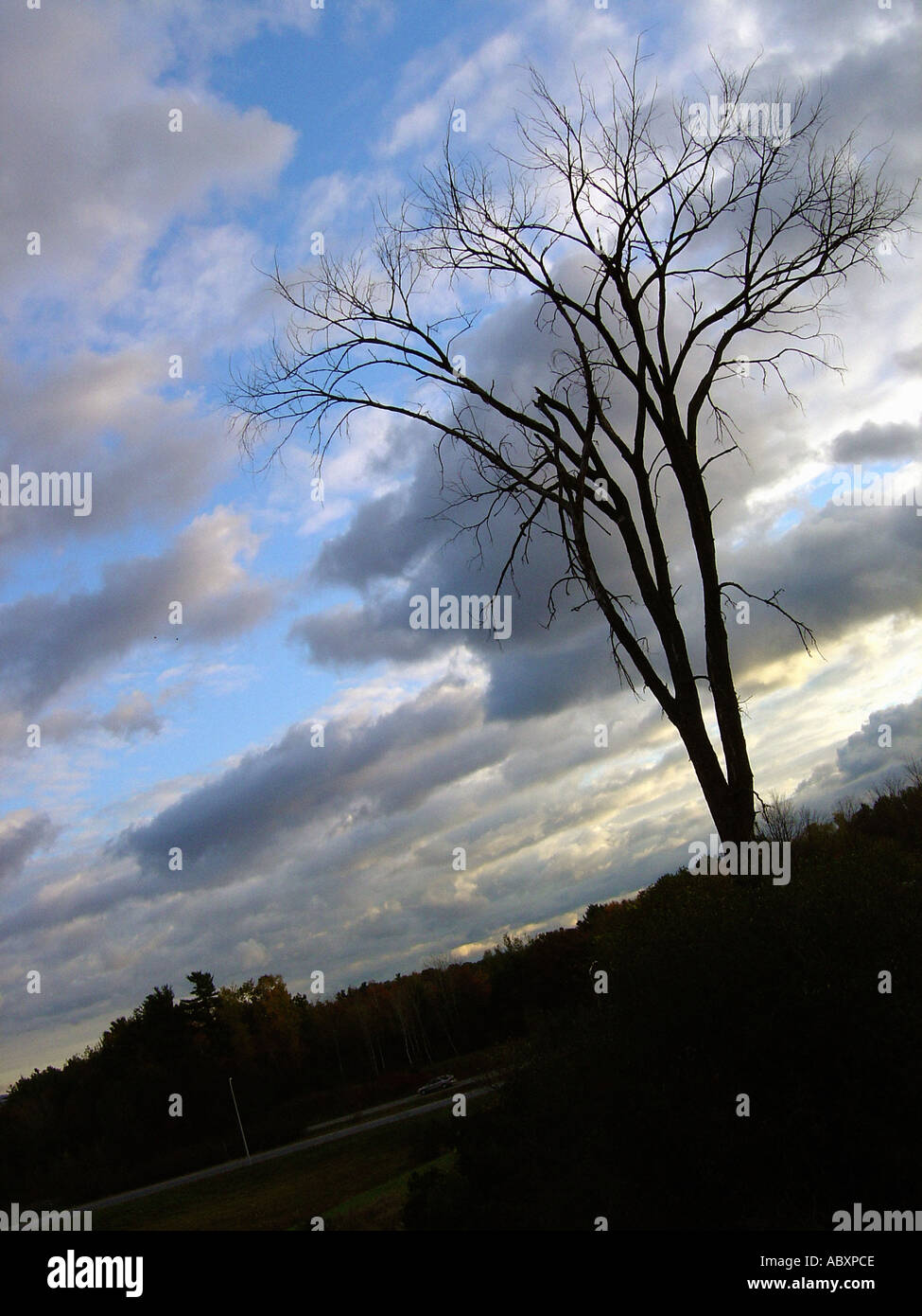 Rural Scene of a Single Bare Tree Silhouetted Against a Cloud Filled Late Afternoon Sky Copy Space Stock Photo