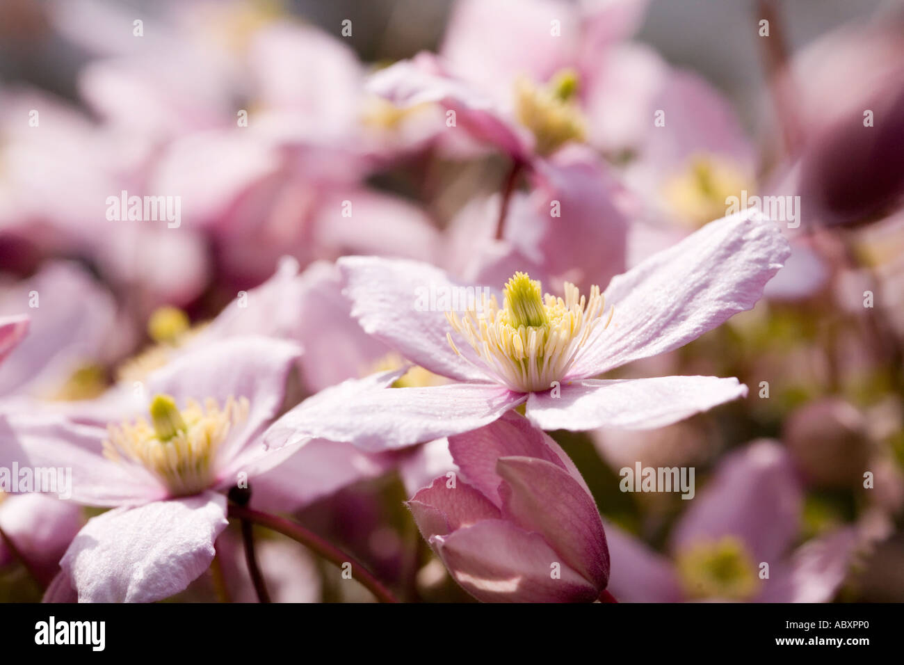 Clematis Montana rubens flowering in household garden Wales UK Stock Photo