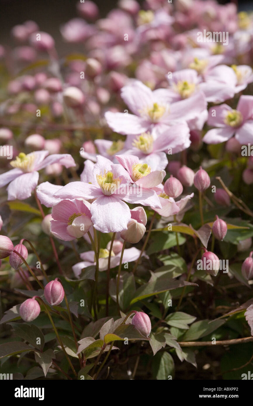 Clematis Montana rubens flowering in household garden Wales UK Stock Photo
