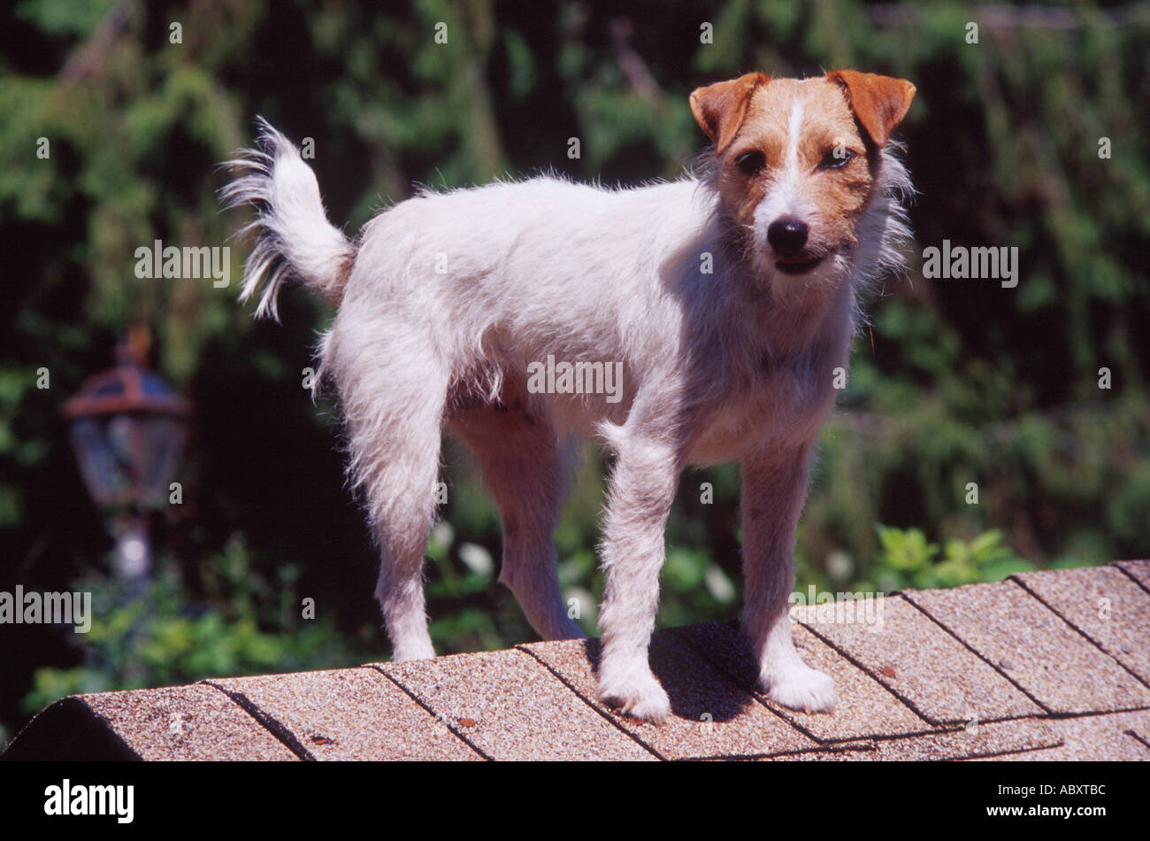 Dog standing on doghouse hi-res stock photography and images - Alamy