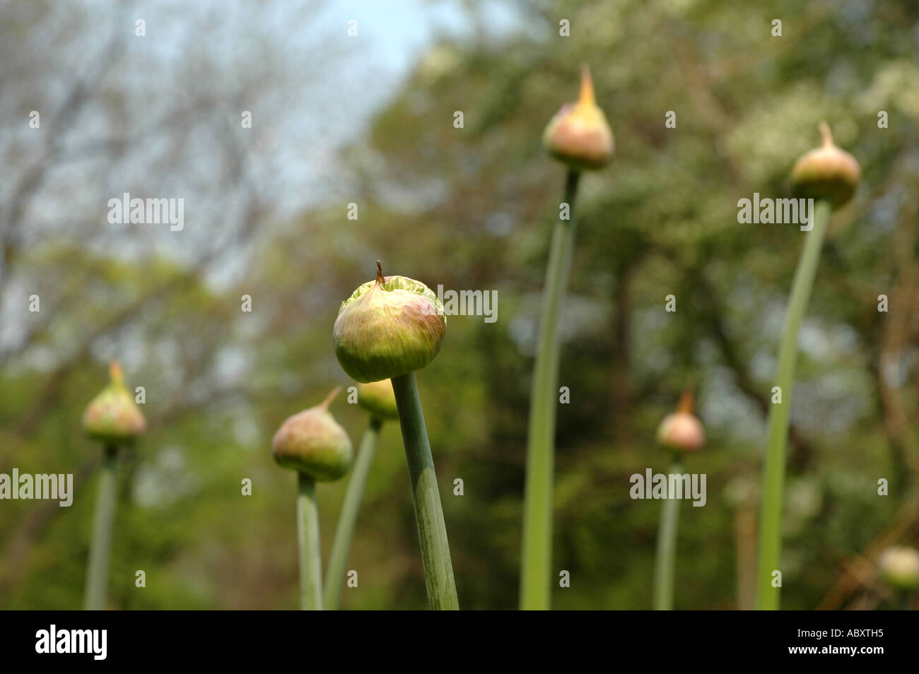 Ornamental Onion Allium stipitatum Stock Photo
