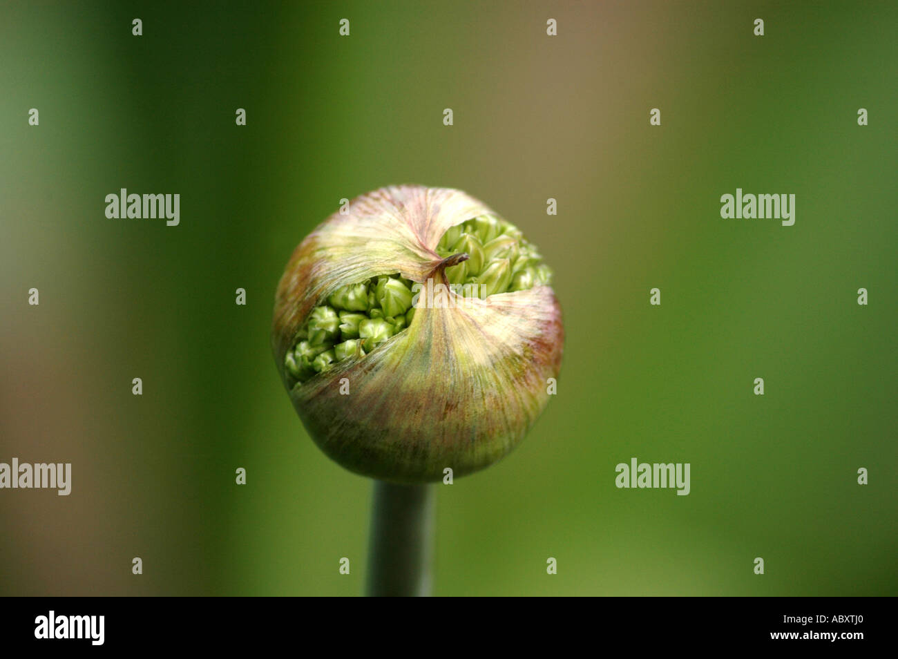 Ornamental Onion Allium stipitatum Stock Photo