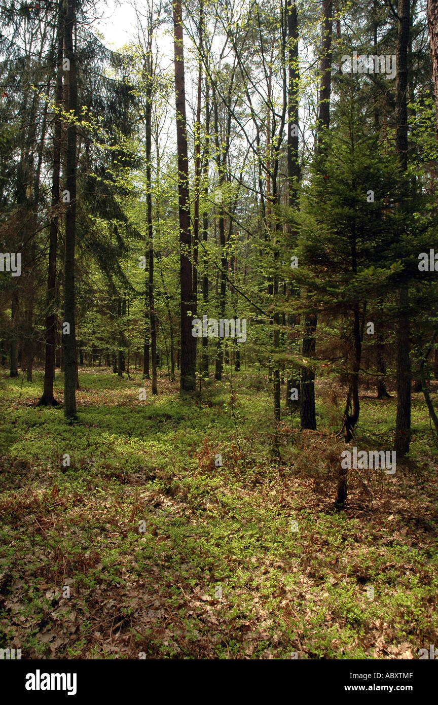 Forest in Nadbuzanski Landscape Park also called The Bug River Valley ...