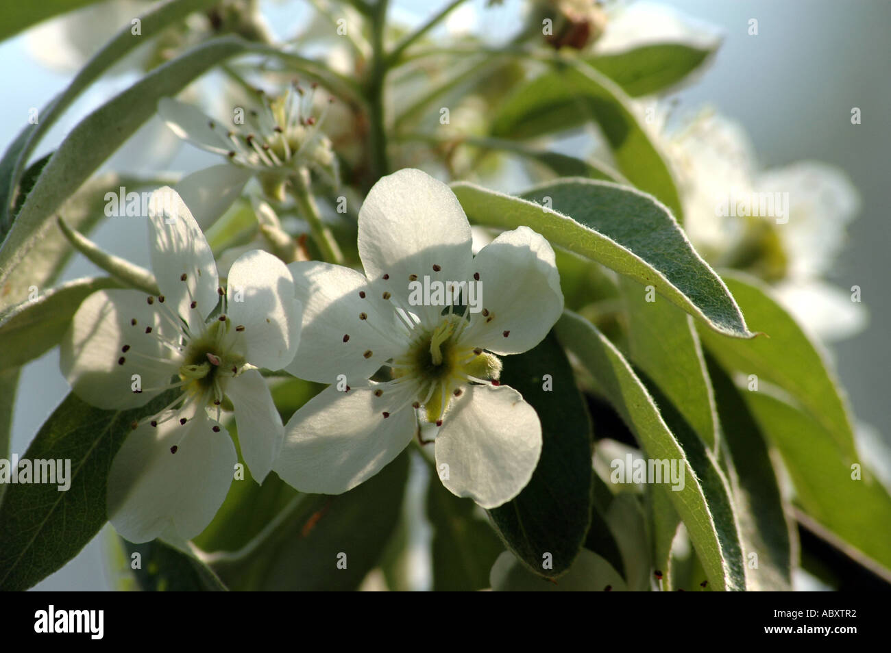 Pyrus parviflora Pear tree Stock Photo