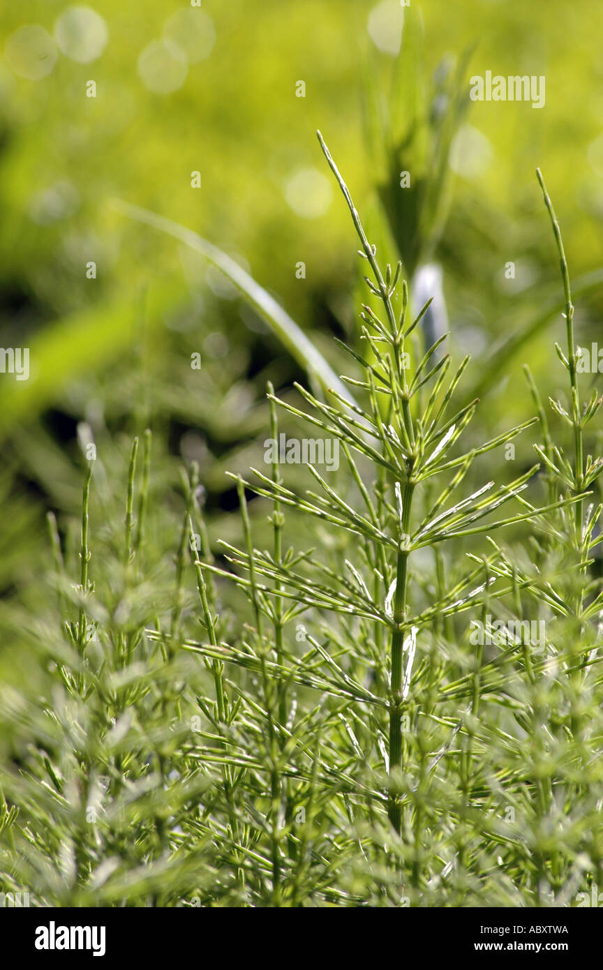 Field Horsetail Equisetum arvense also called Bottlebrush or Foxtail or Horse Pipes or Pipe Weed or Pine Grass Stock Photo