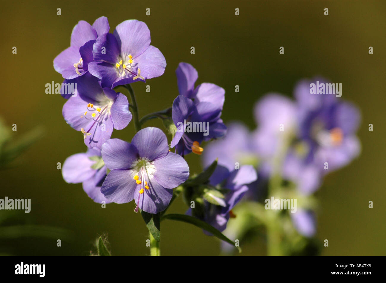 Jacobs Ladder flower Polemonium caeruleum also called Sky Pilot or Greek Valerain Stock Photo